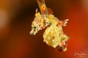 Satomi's pygmy seahorse, housereef of Pulau Pef, Raja4div... by Filip Staes 